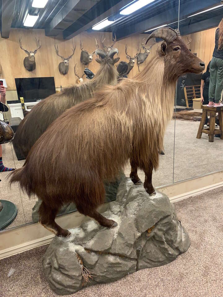 New Zealand Tahr Taxidermy Full Body Mount