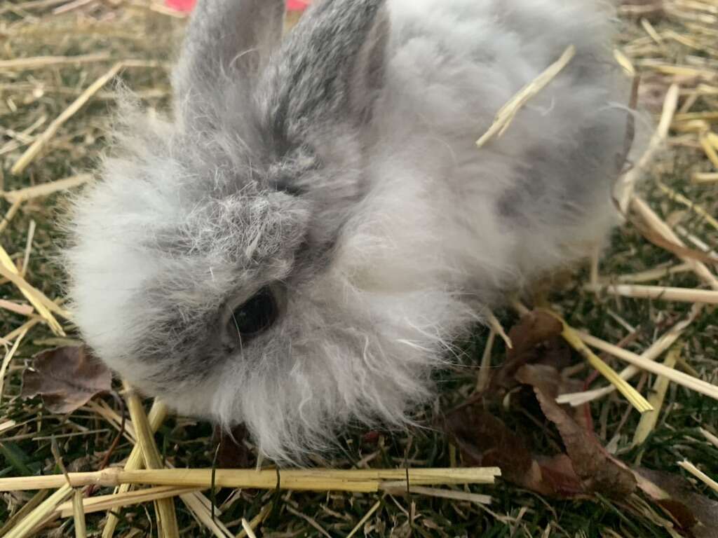 Purebred Holland Lop Babies from Fae Haven Rabbitry - Some fuzzy lops too!