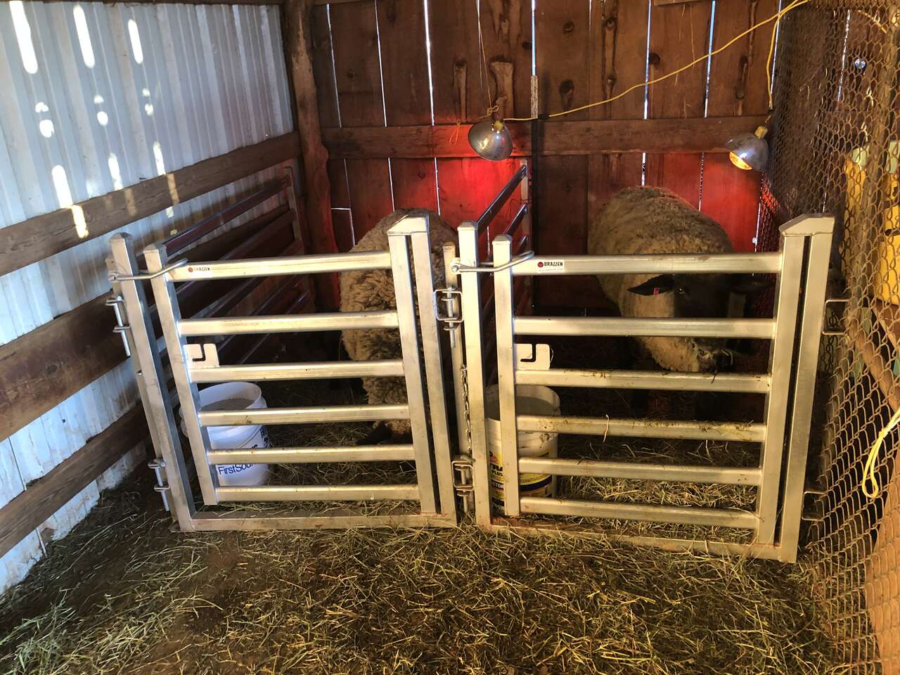 Premium Goat Panels/Gates