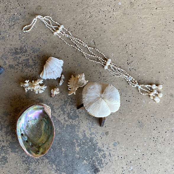 Coral and Sea Shells