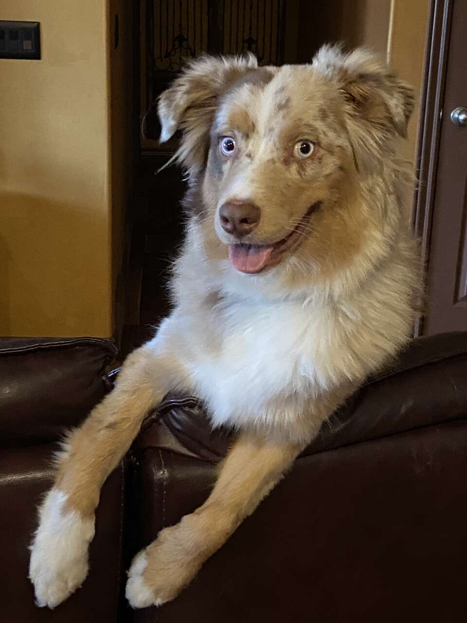 7 month old male Australian Shepherd Pets