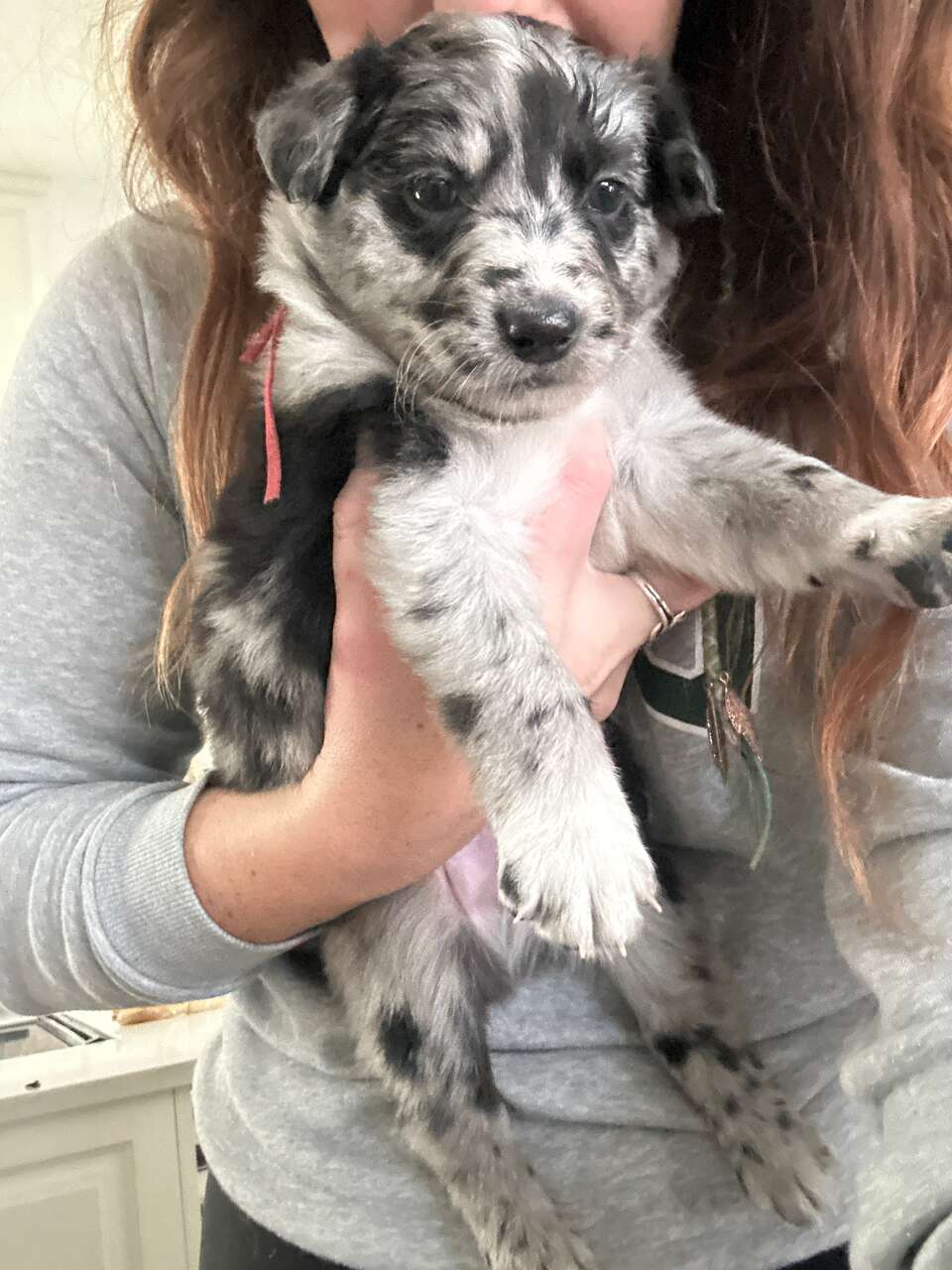 Australian shepherd puppy Pets