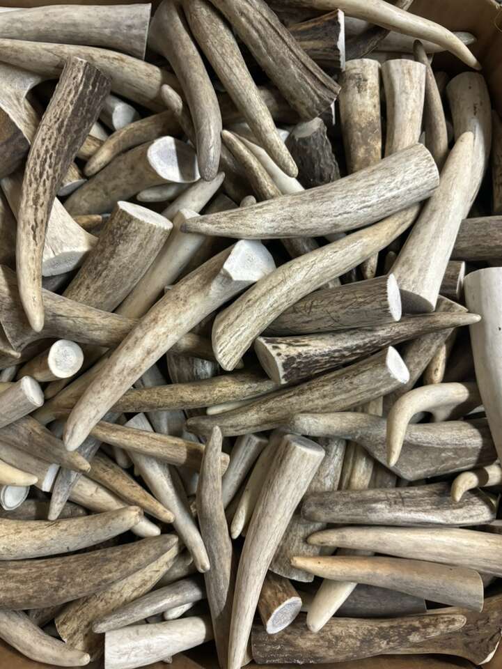 Antler Tips
