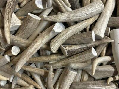Antler Tips