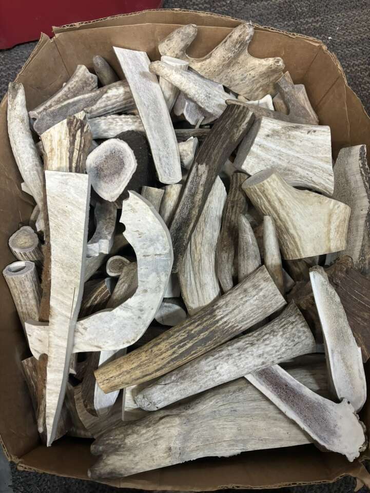 Antler Scrap