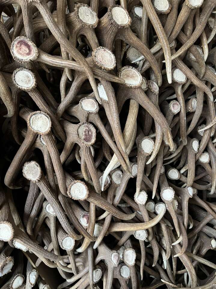 Buying Antlers