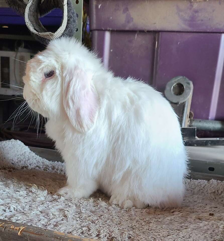 Proven Blue eyed white Holland lop