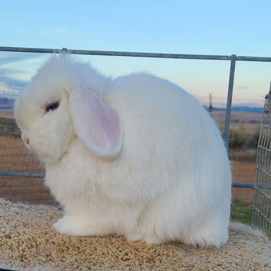 pedigreed Blue eyed Holland lop-showlines