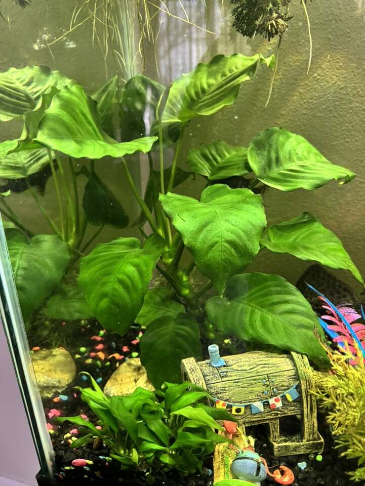 Cuttings Of Anubias Aquatic Aquarium Plant