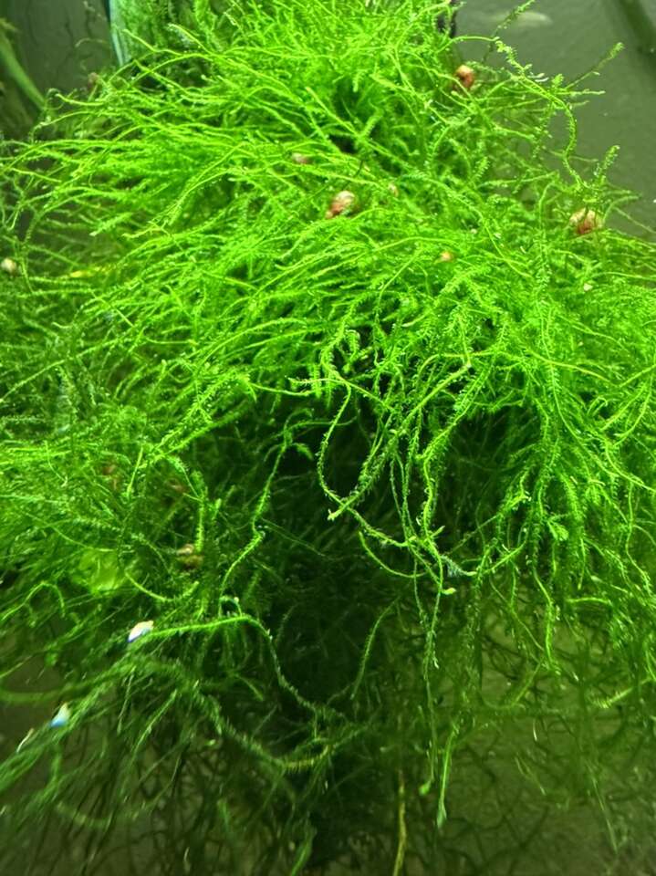 Java Moss Aquarium Plant *Shipping Available*
