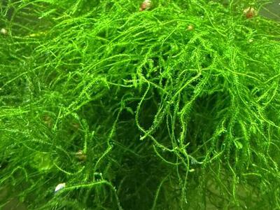 Java Moss Aquarium Plant *Shipping Available*