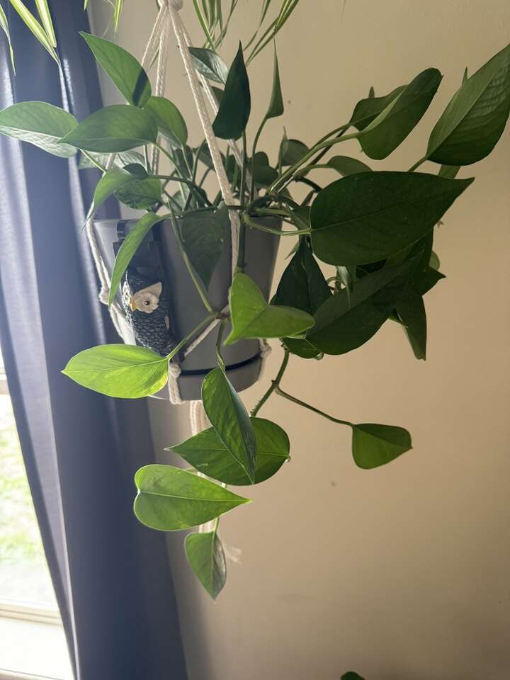 Various Pothos Or Devils Ivy Cuttings