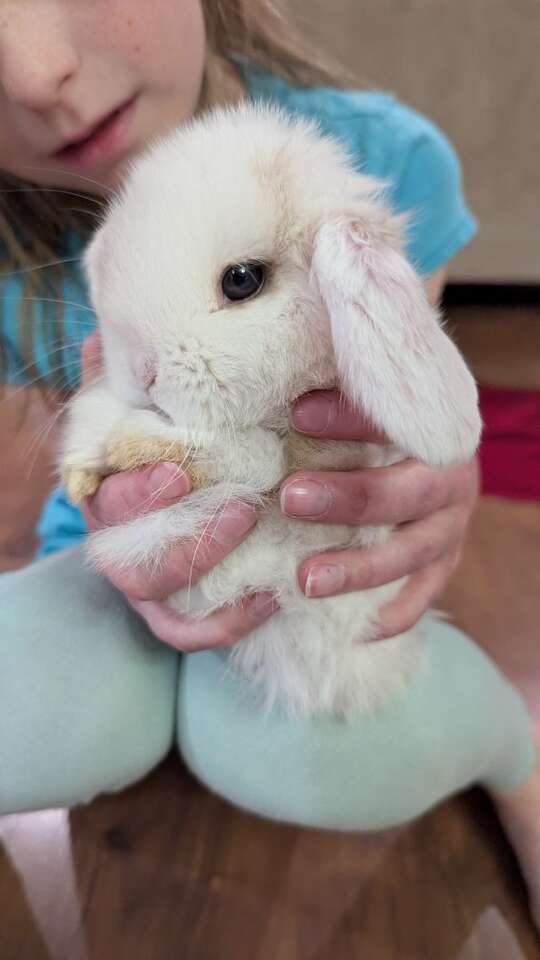 Sweet Baby Holland Lop Boy Bunny