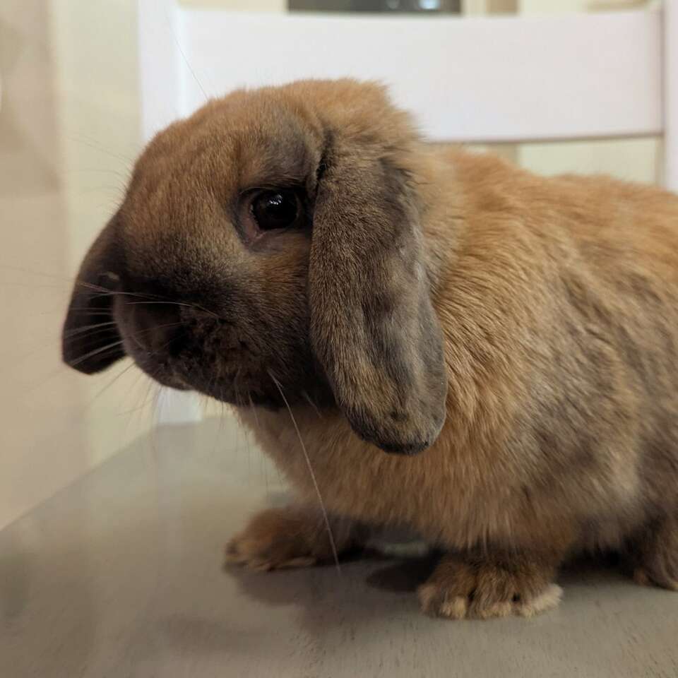 Black Tort Holland Lop Doe Bunny