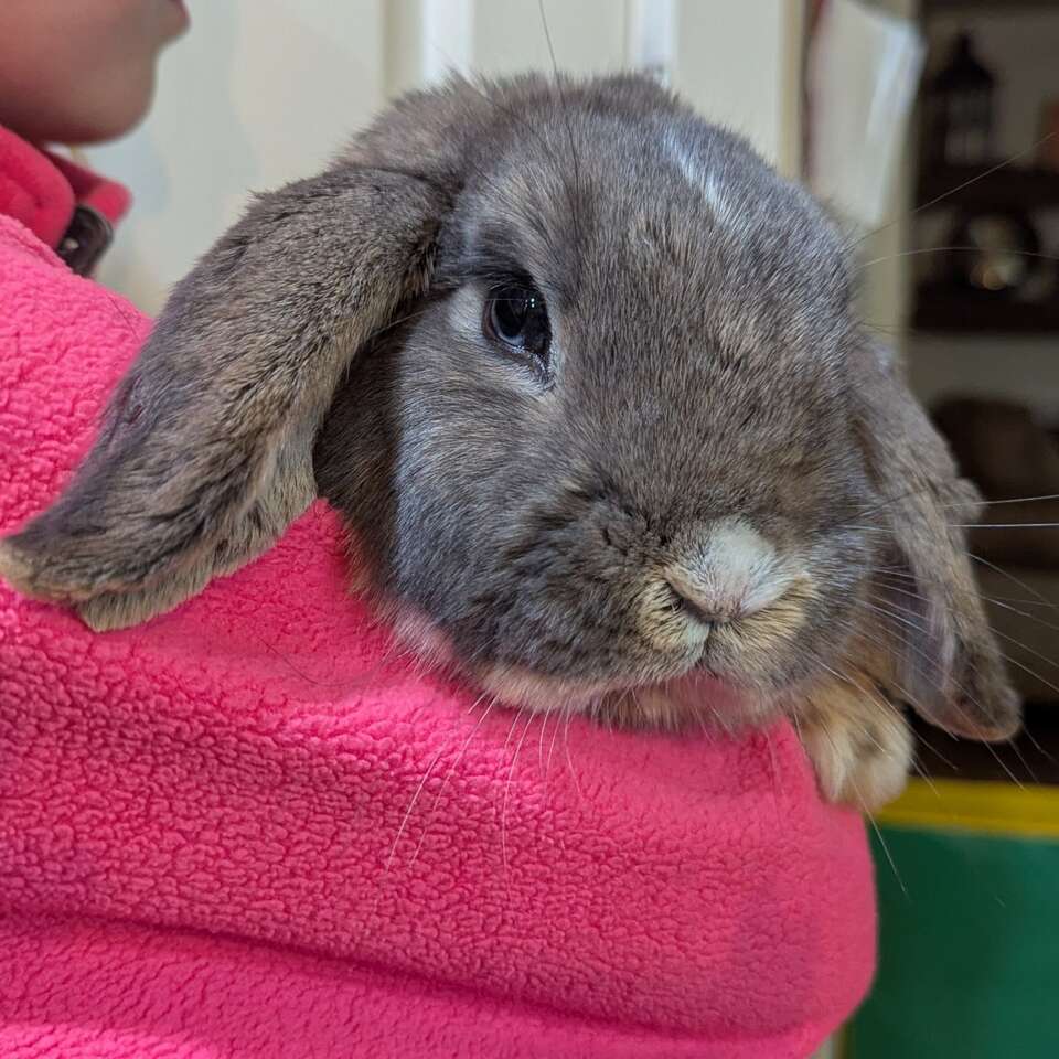 Proven Blue Eyed Holland Lop Buck