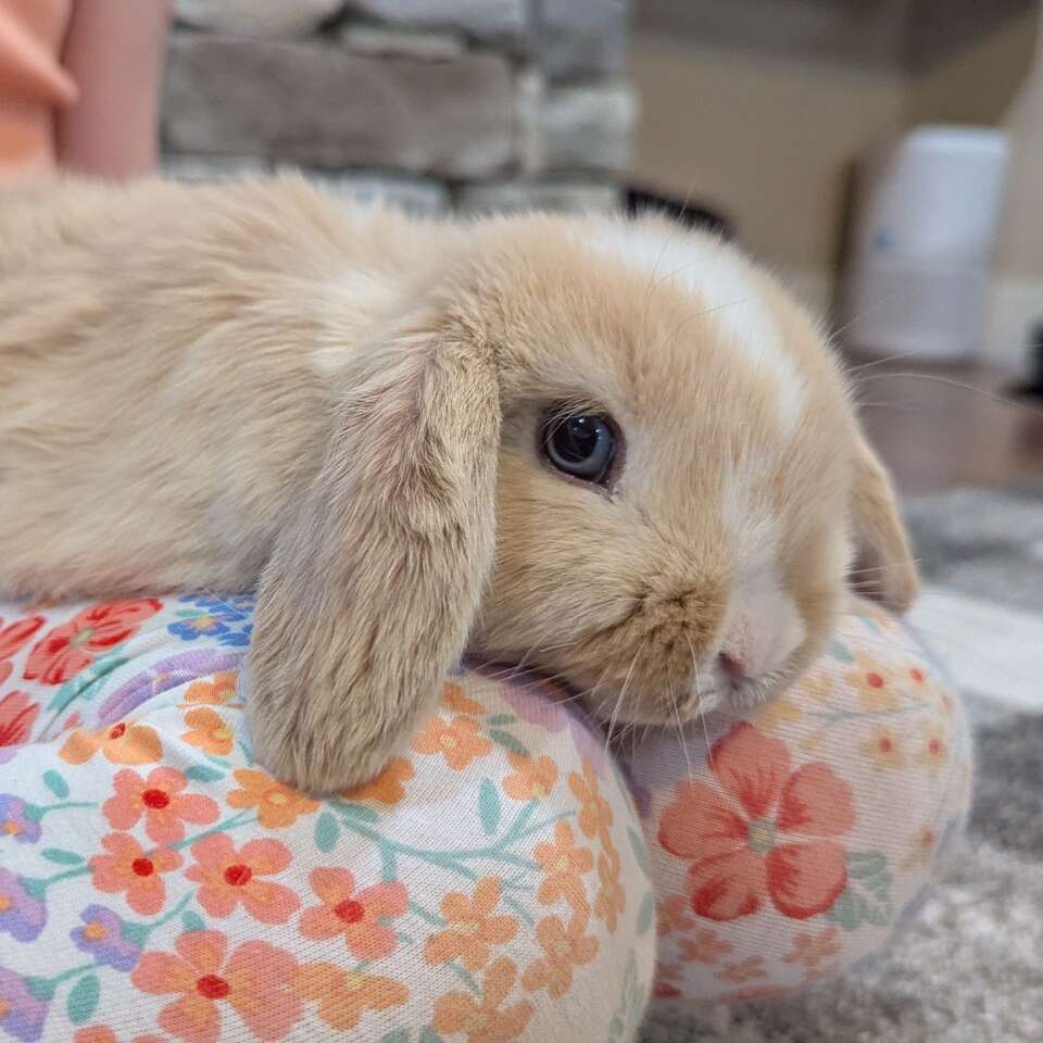 Blue Eyed VM Holland Lop Buck