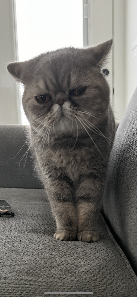 Exotic Shorthair Persian | Pets | ksl.com