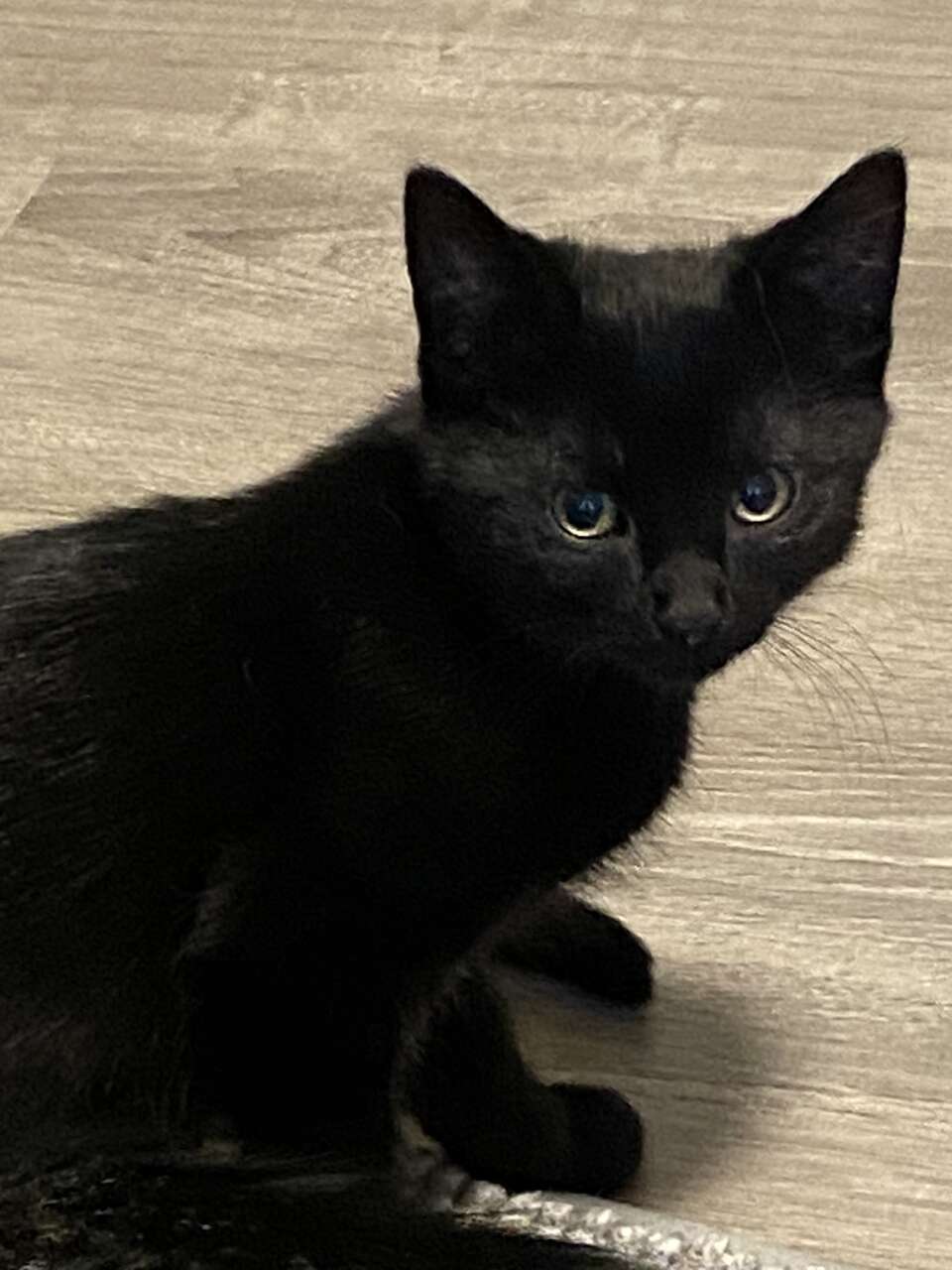 Kittens need a good home Pets