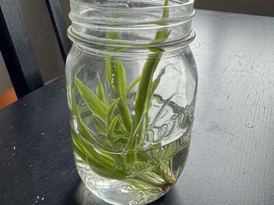 3-7 inch Inside Spider Plants