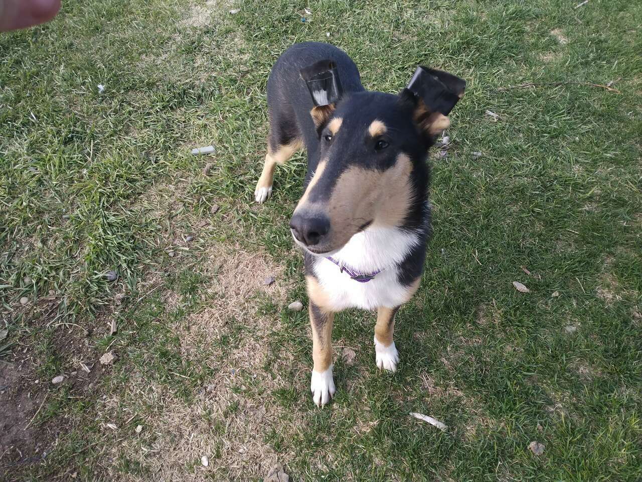 Missing! Tri Female Smooth Collie