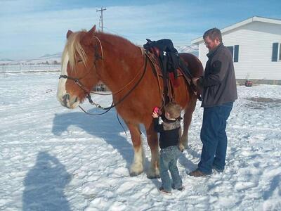 Belgian Horse Breeders