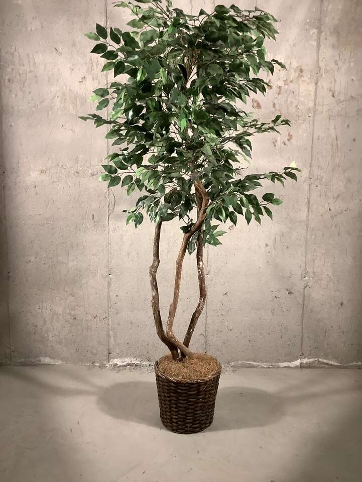Ficus Artificial Silk Tree 6' Home Decor