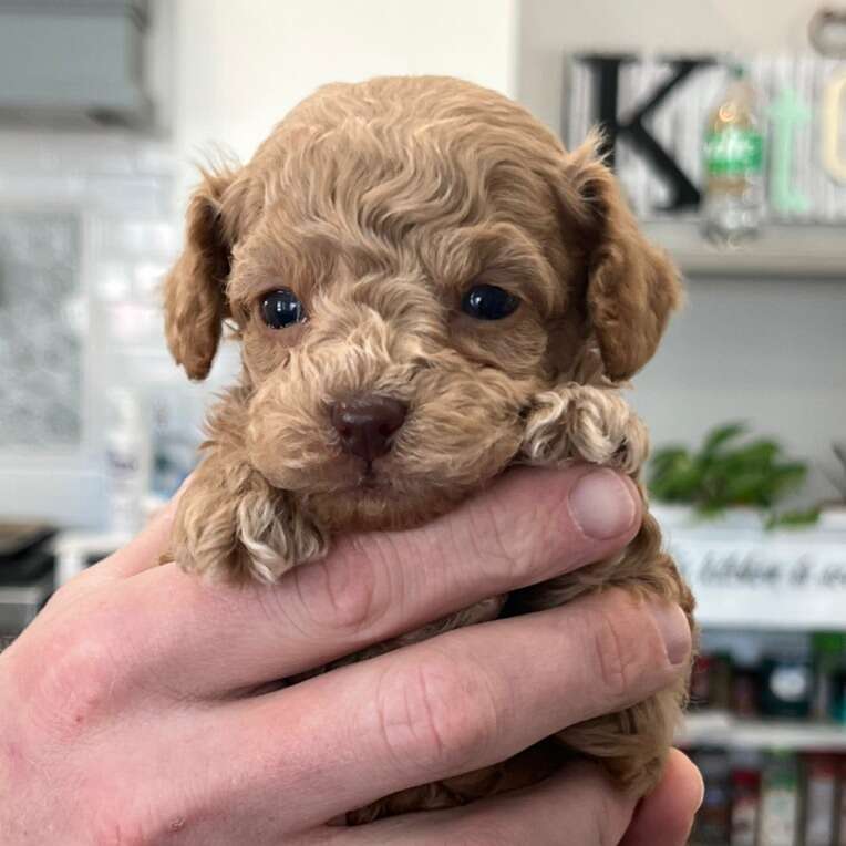 AKC Toy Poodle Puppies Pets