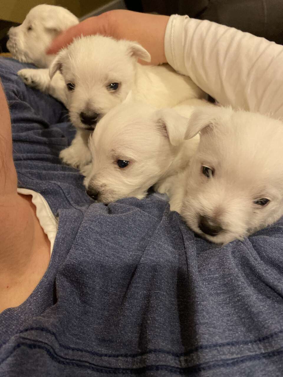 Westie Puppies! AKC purebred. hypoallerge… Pets