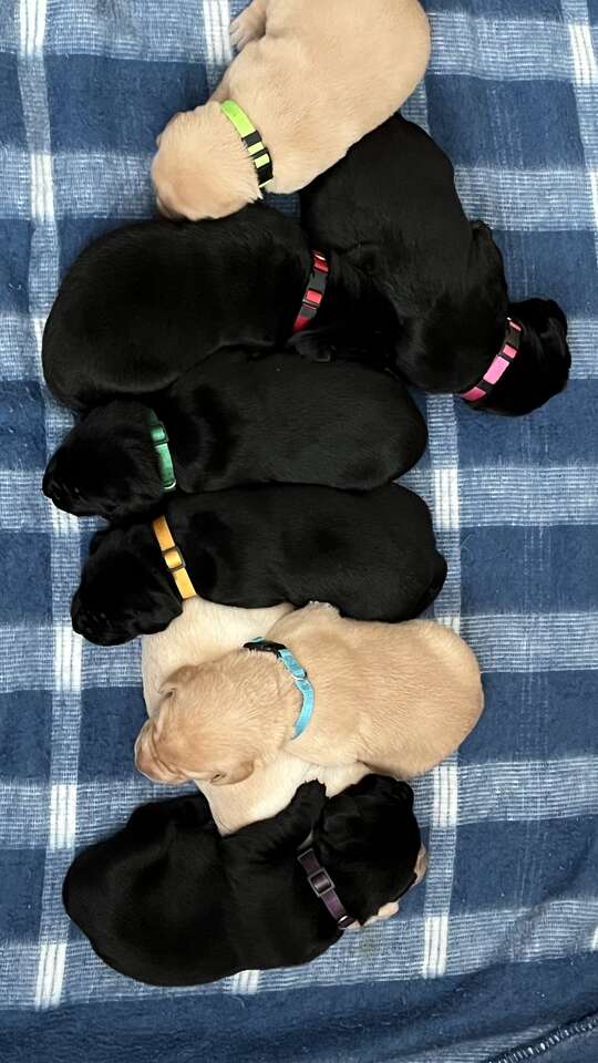 Golden and Black Lab puppies! Pets