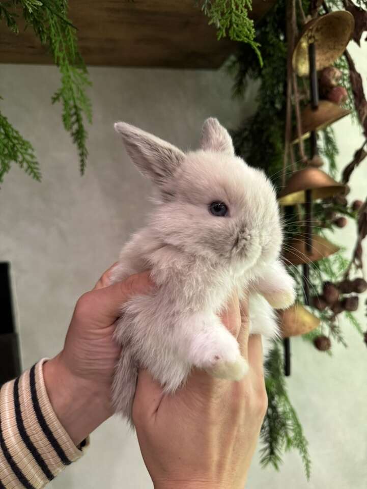 Holland Lop Bunnies!