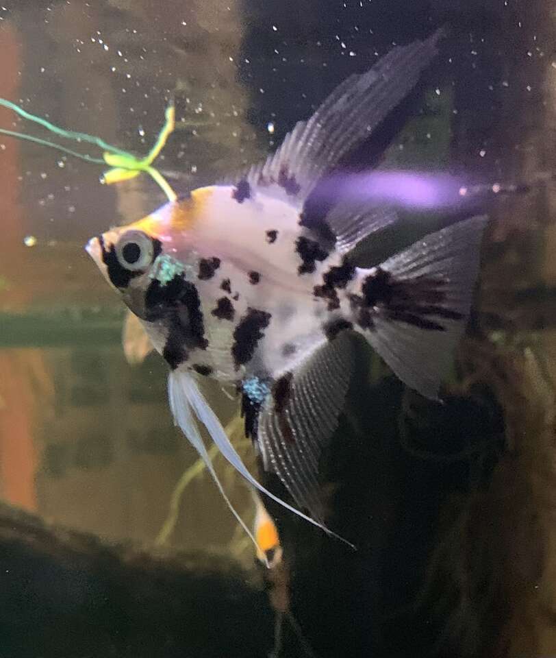 Angelfish Koi Pets