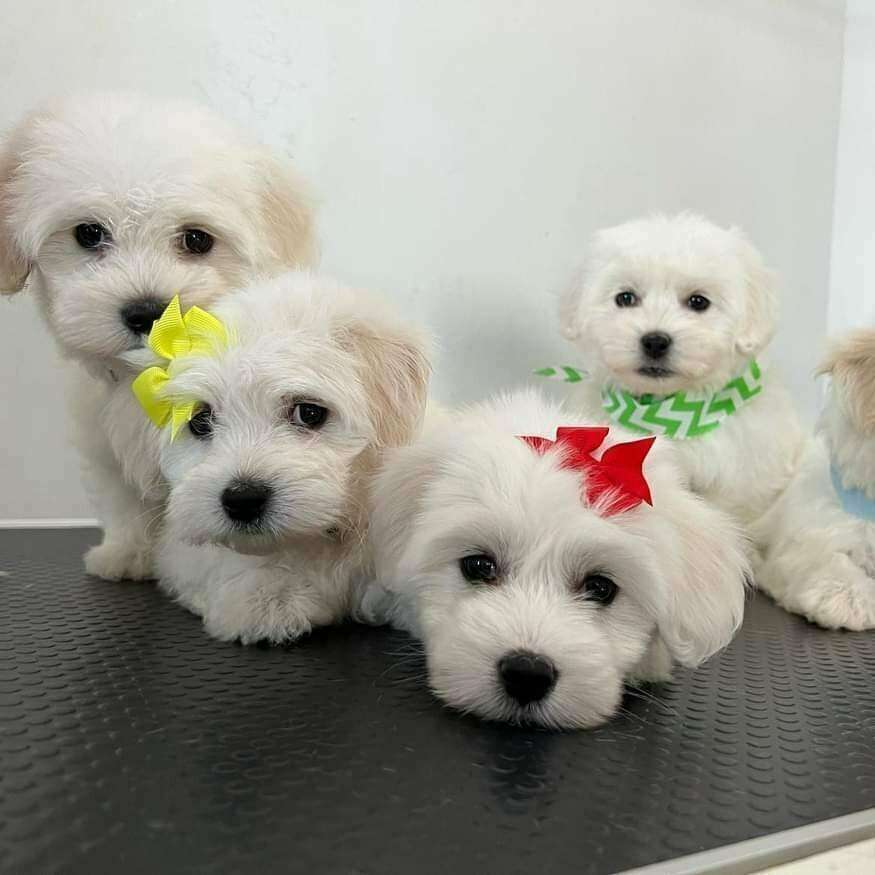 Coton de Tulear Puppies for Sale! Pets