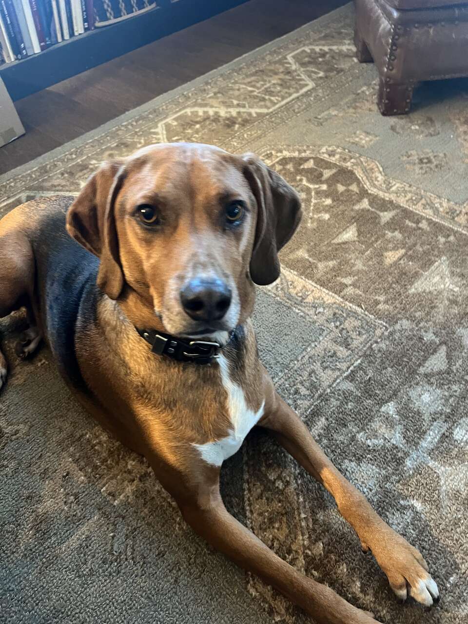 Sweetest Hound Dog Pets