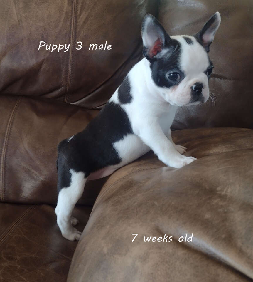 AKC Boston Terrier puppies Pets