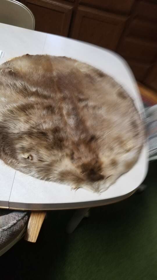 Tanned beaver hides (5)