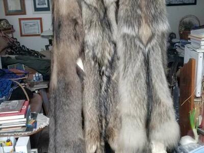 Tanned coyote hides