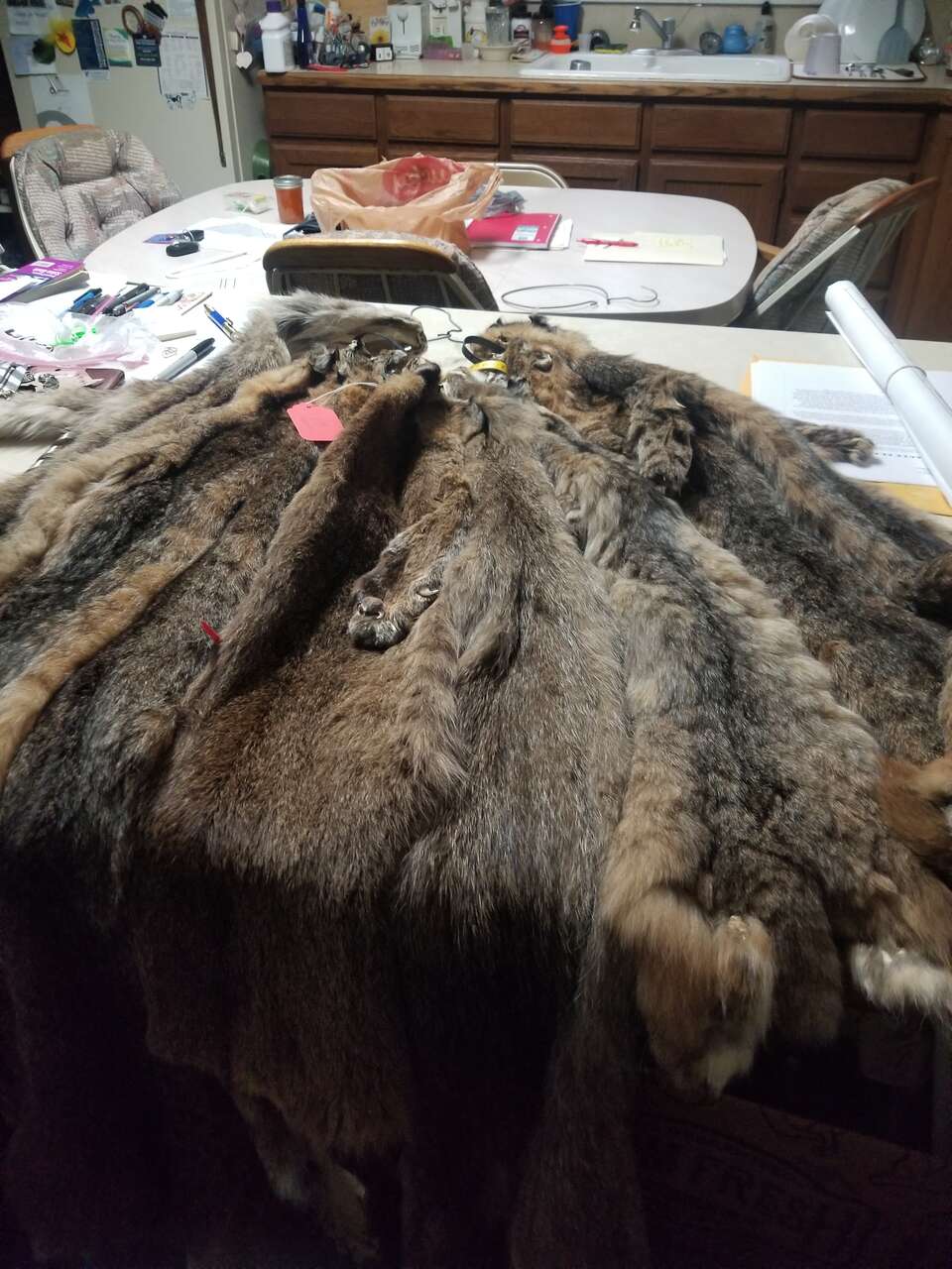 Tanned bobcat hides