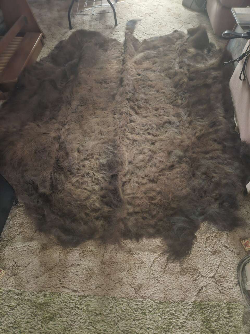 Freshly tanned bison hide 43 Sq feet