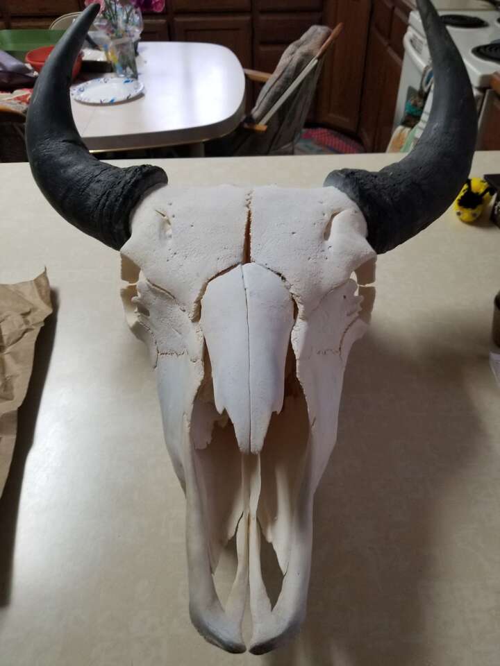 Bison skull professionally cleaned