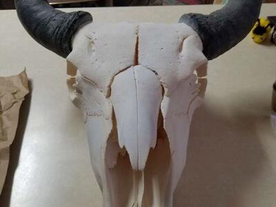 Bison skull professionally cleaned