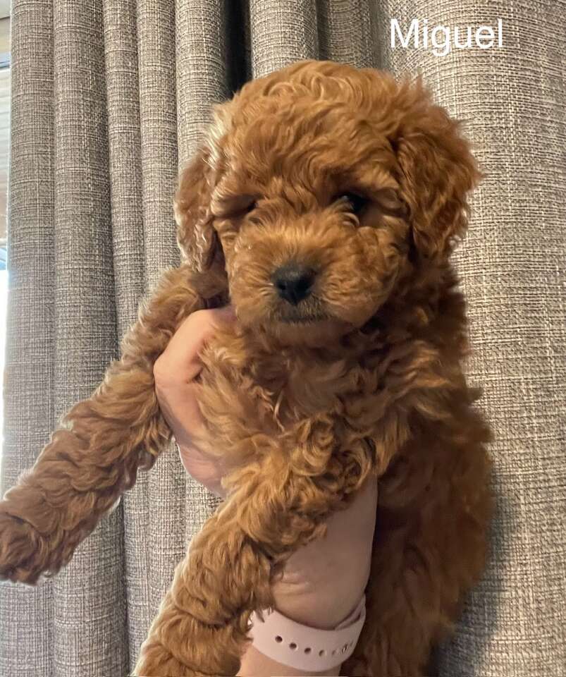 Micro Mini Goldendoodle Pets