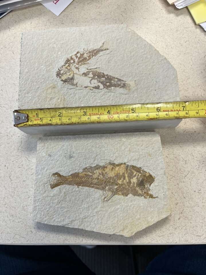 Prehistoric Fish Fossils Specimens in Sandstone