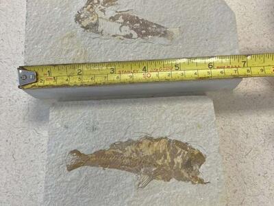 Prehistoric Fish Fossils Specimens in Sandstone