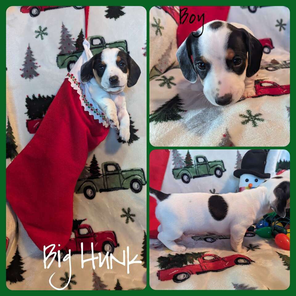 Dachshund puppies Pets