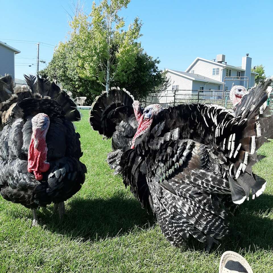 Christmas turkeys will consider best … Livestock