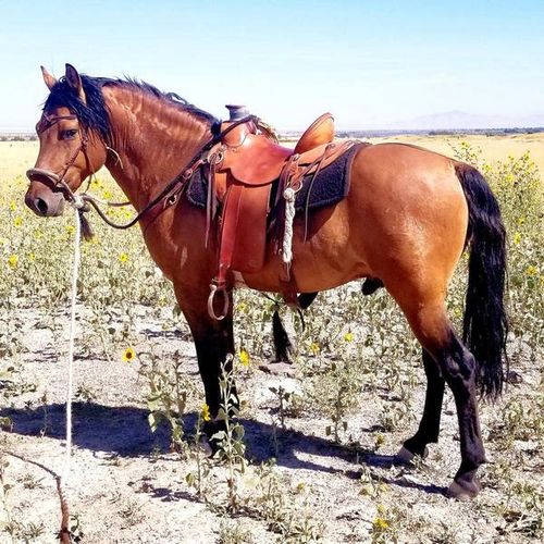 Registered Morgan Stallion for sale in Tooele , UT