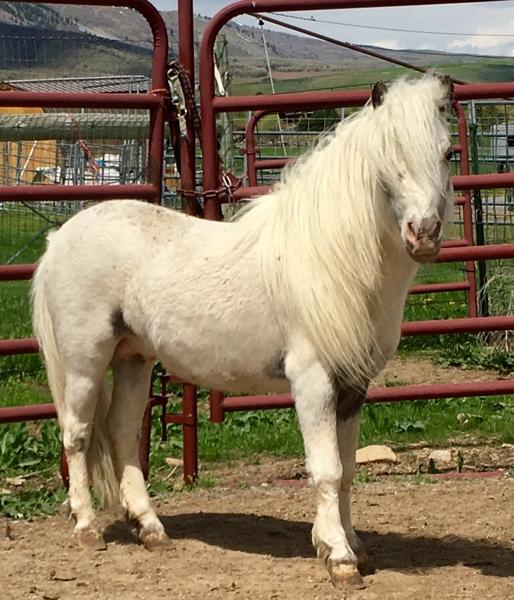 AMHA AMHR Appaloosa miniature bay stallion