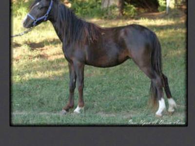 Black Registered Shetland Pony Stallion