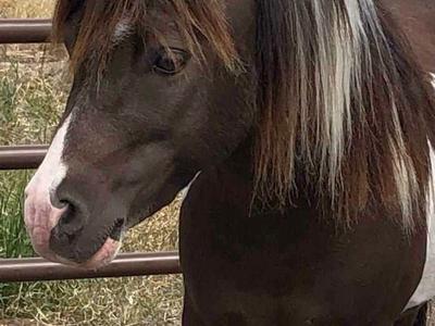 Smokey Black Overo AMHR Miniature Stallion