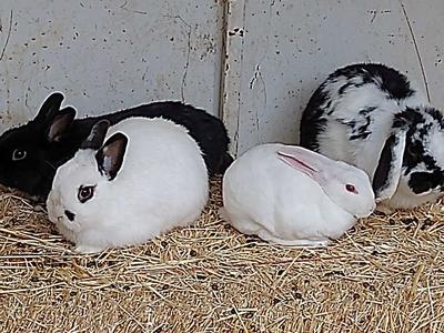 Rabbit Pooh Fertilizer